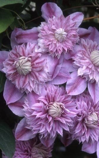 Clematis Josephine